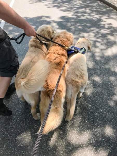 Golden Retriever Brothers And Father Meeting New Dog Friends During Ll