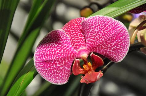 Magenta Spotted Orchid Photograph By Amanda Heavlow Fine Art America