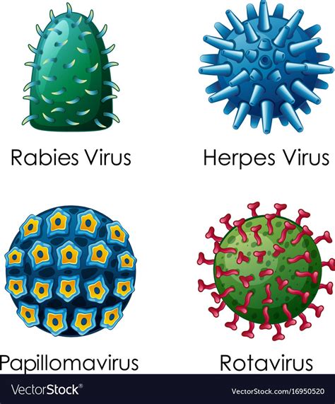 Four Types Of Viruses On Poster Royalty Free Vector Image