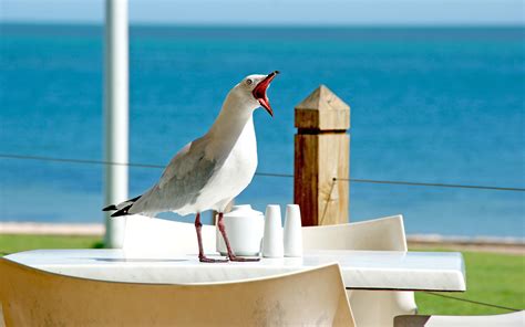 Coast Beach Landscape Cute Seagull Preview