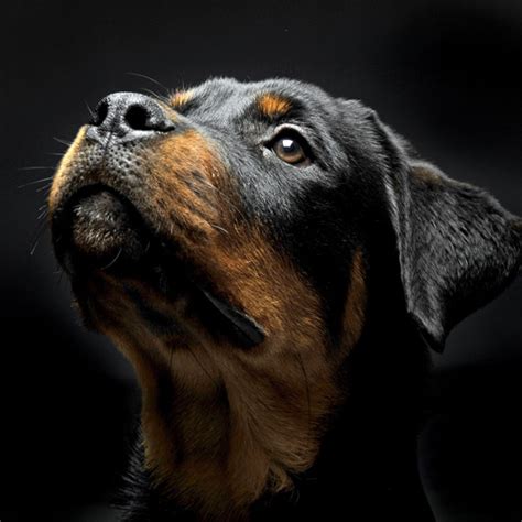 Dog Photography Pet Photography Andrae Michaels