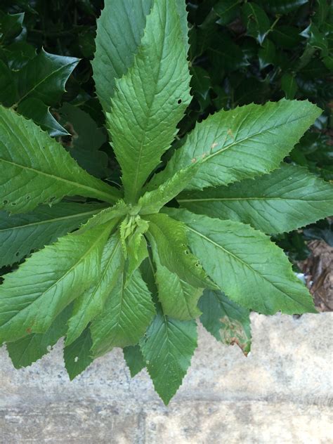 Its relative, plantago lanceolata is a similar weed, but with narrow leaves. Get Rid of Common Weeds