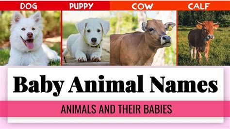 Baby Animal Names 50 Animals And Their Babies With Pictures Youtube