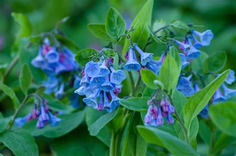 7 Blue Perennial Flowers A Z Animals