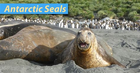 Antarctica is the coldest, windiest, driest continent on the planet, and researchers are still discovering many of its secrets. Antarctic Seals List: Pictures, Facts & Information. Seals ...