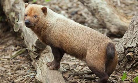 Why Is The Bush Dog Endangered