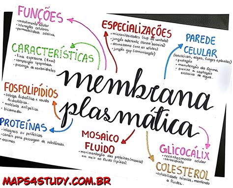 Mapa Mental Sobre Membrana PlasmÁtica Maps4study