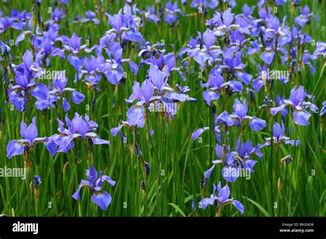 Blue Siberian Wild Iris Flowers Iris Siberica Stock Photo Alamy