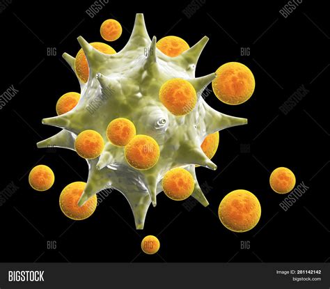Leukocytes Attack Image And Photo Free Trial Bigstock