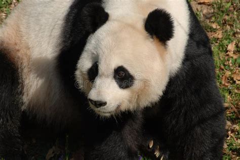 Perfect Capture Of A Cute Giant Panda Bear Stock Photo Image Of