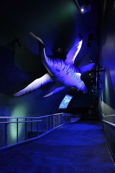 Adventure Aquarium Dinosaurs Of The Deep Exhibit Lighting Sprk