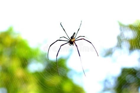 A Giant Spider In The Deep Forest That Is On The Cobweb Stock Image