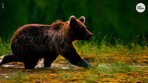 Bear Safety 4 Tips To Know Before Traveling Into Bear Country