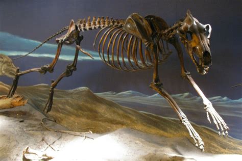 Dire wolves, with reddish fur, facing off against gray wolves. 10 Facts About the Dire Wolf