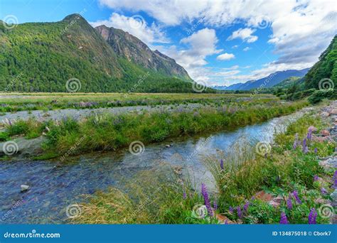 Meadow With Lupins On A River Between Mountains New Zealand 5 Stock