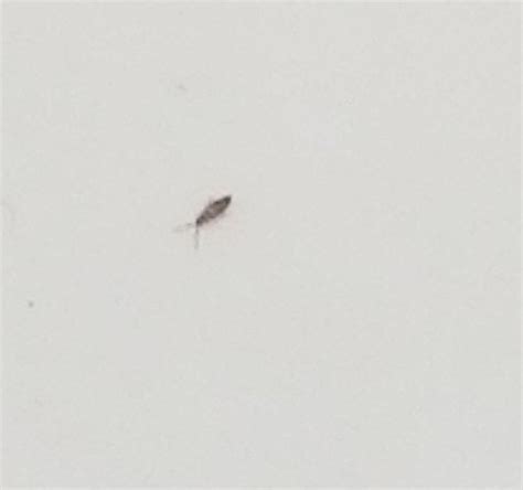 Small Bugs In My Bathroom