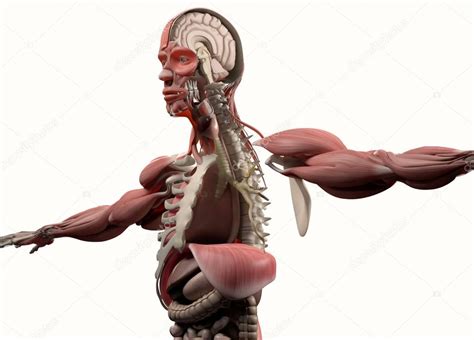 Half Male Body Anatomy Model — Stock Photo © Anatomyinsider 149260498