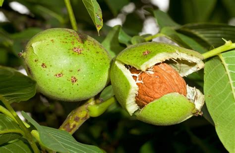 How Do Walnuts Grow All The Facts And Tips