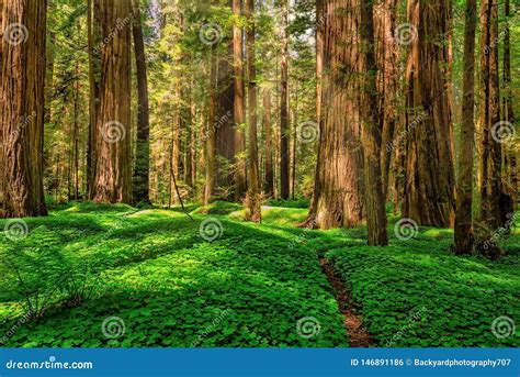 Redwood Forest Landscape In Beautiful Northern California Stock Photo