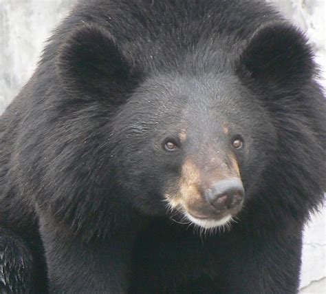 The Impact Of Bear Farming On Wild Bear Conservation A Decade Of