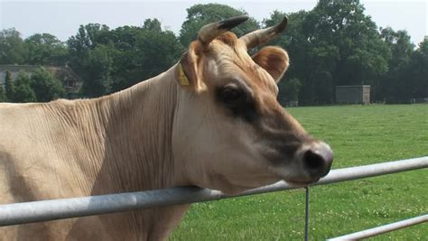 Jersey Cow Head On Steel Stock Footage Video 100 Royalty Free