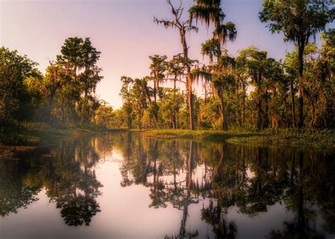 What Is A Bayou And What Is There To Do Bayou Swamp Tours
