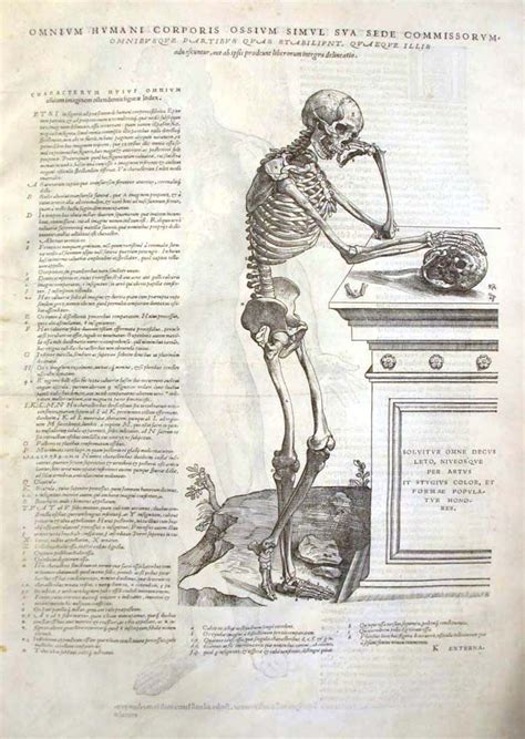 Andreas Vesalius Scientific Illustration Hand Illustration Andreas