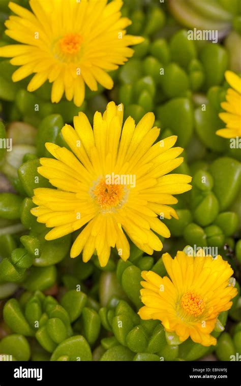 Yellow Ice Plant Delosperma Nubigenum Blooming Stock Photo Alamy