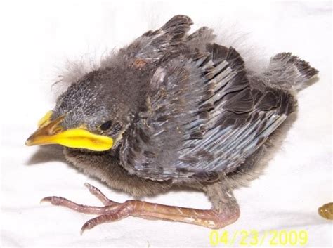 Baby House Sparrow And European Starling Identification The Raptor Trust