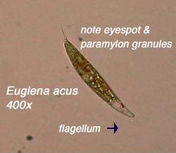 Euglena are single celled organisms that belong to the genus protist. Euglena