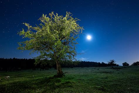 Tree Night Starry Sky Wallpaper Hd Nature 4k Wallpapers Images And
