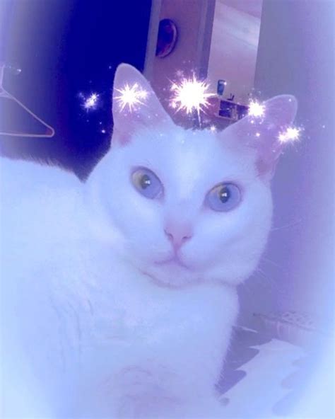 Pin For Later People Are Using Snapchat Filters On Their Pets And The