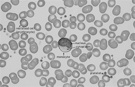 Hls Peripheral Blood Cells Monocyte High Mag Labeled
