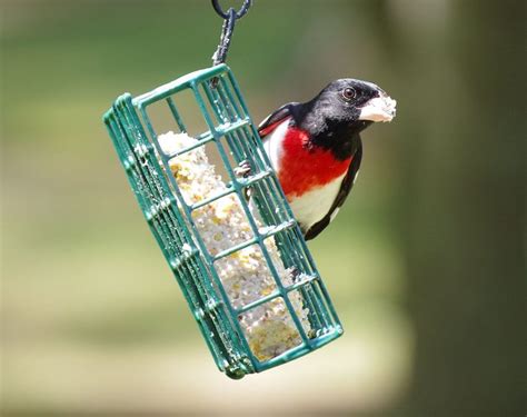 15 Outstanding Pictures Of Rose Breasted Grosbeaks Birds And Blooms
