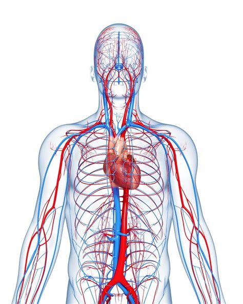 Circulatory System Highlights Heart Stock Illustration Illustration