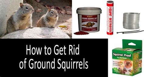How To Get Rid Of Ground Squirrels Top 6 Best Squirrel Control