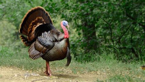 11 Surprising Turkey Facts Turkey Facts Thanksgiving