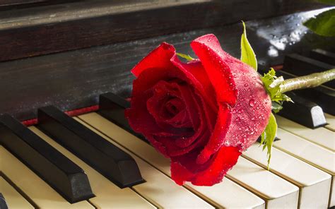Check spelling or type a new query. Red Rose On Piano Relaxing Music Meditation Desktop Hd Wallpapers For Mobile Phones And Computer ...