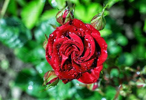 Red Rose In Drops Of Dew Nature Stock Photos Creative Market