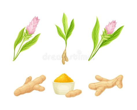 Ginger Herbal Plant Set Blooming Flowers And Root Vector Illustration