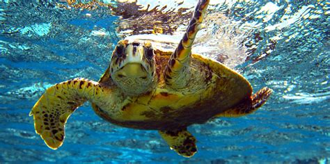 4 Frequently Asked Questions About Marine Life In Hawaii EŌ Waianae