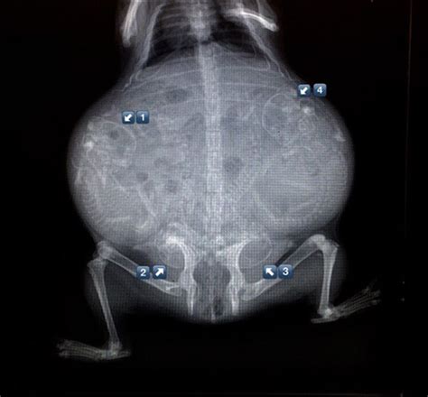 12 Radiografías Que Ayudan A Entender El Embarazo De Varios Animales