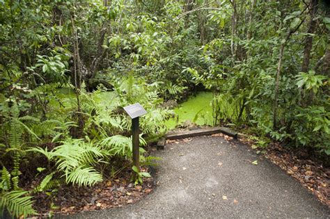 Vegetation And Algae Filled Water Along Gumbo Limbo Trail Clippix Etc