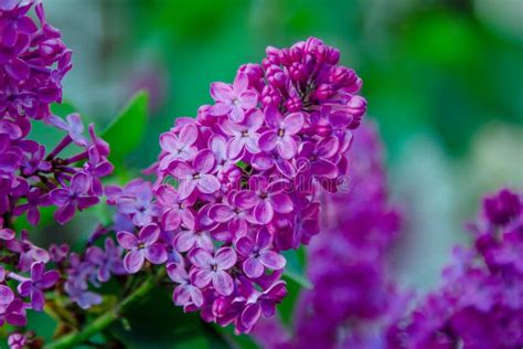 Beautiful Blooming Lilac Bush Branches With Bright Purple Flowers Stock