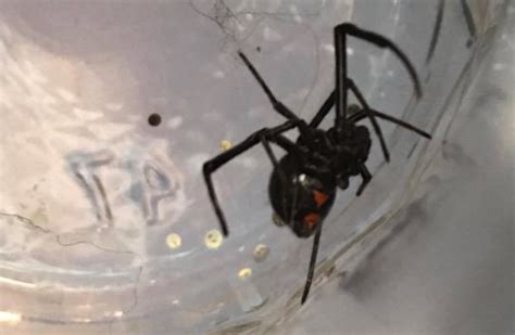 The male and juvenile black widow spiders are harmless to humans despite being carnivorous. Woman in Poland, Maine Finds a Deadly Black Widow Spider ...