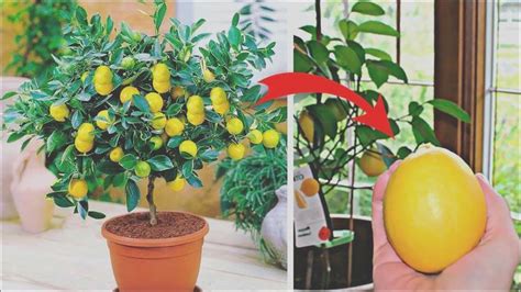 How To Grow A Lemon Tree From Seed Easily In Your Own Home Cultivar