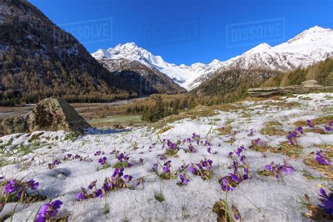Colorful Flowers On The Grass Covered By Snow During The