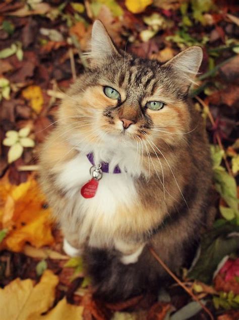 17 Best Images About Autumn Pet Beauties On Pinterest