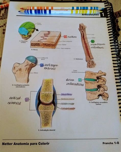 Articulações Netter Anatomia Para Colorir Livros De Anatomia Como