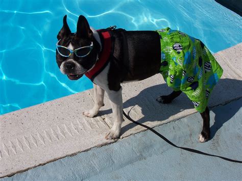 Lilac and white boston terriers are a beautiful hue of diluted brown and are sometimes referenced as such in place of the word lilac. Heat wave, Wendell getting ready to make a splash ...